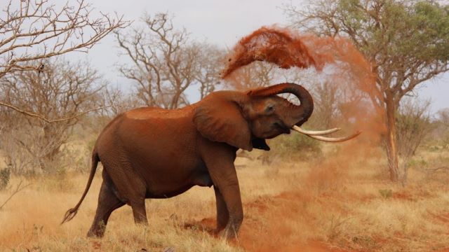 Elephant playing with red dirt