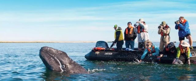 Group of travelers next to a whale emerging from the ocean