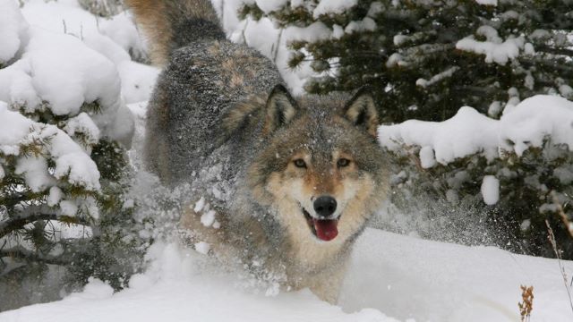 Wolf in Yellowstone National Park